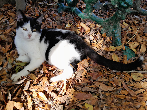 one cat relaxing on the leafs