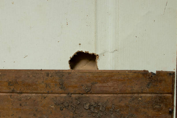 The mouse tried to drill a hole to get inside the house even though there was another layer of wood covering it.