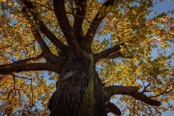 istock Crown of an old oak tree with autumnal foliage. 1789422100