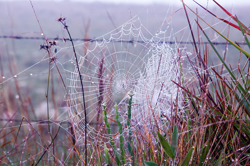 Morning dew on a spider web in autumn