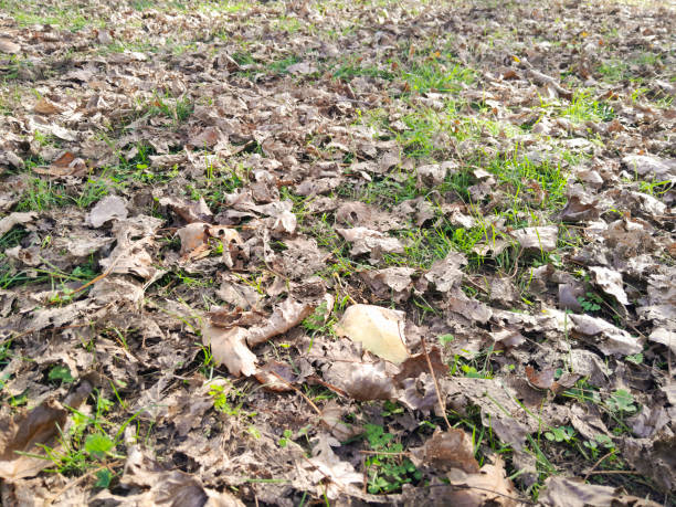 dry leafs at the month fall
