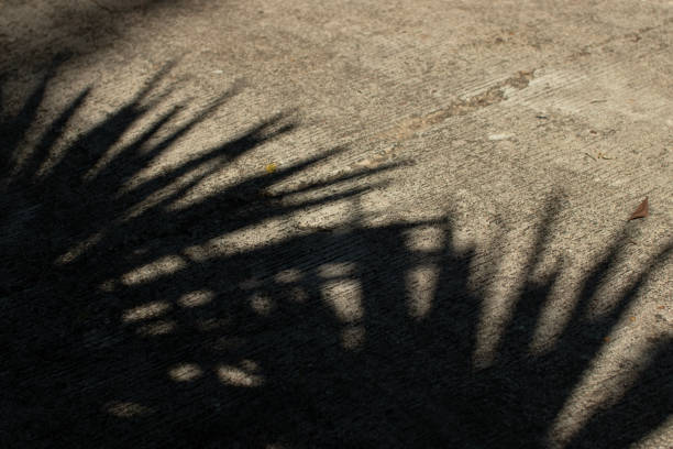 Palm tree shade