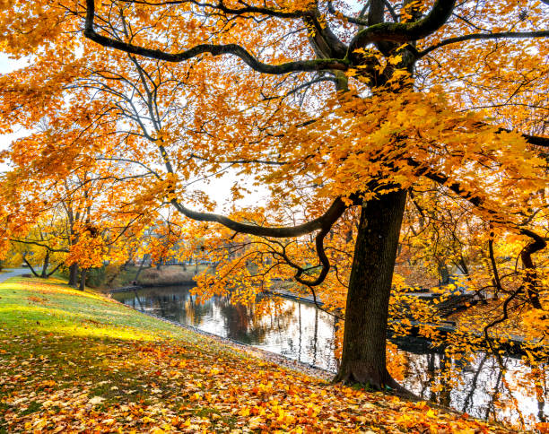 istock Autumn in old public park 1789456218