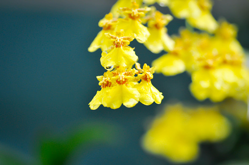 yellow oncidium orchid or yellow orchid flower ,orchid or oncidium or Oncidium varicosum