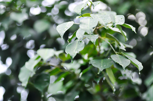 Ficus Benjamina  L, Moraceae or Golden Fig or Weeping Fig and rain droplet or rain drop