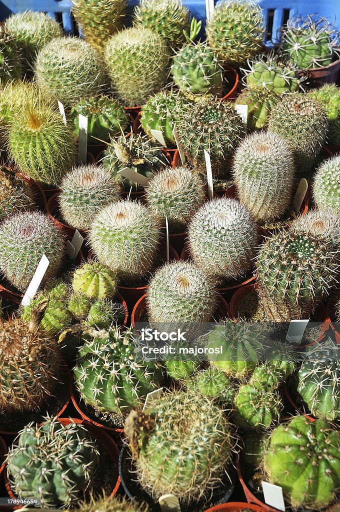 cactuses - Стоковые фото Атрибут растения роялти-фри
