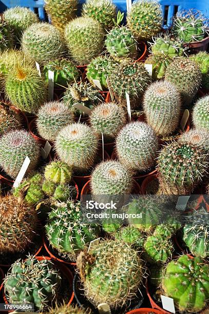Cactuses — стоковые фотографии и другие картинки Атрибут растения - Атрибут растения, Без людей, Большая группа объектов