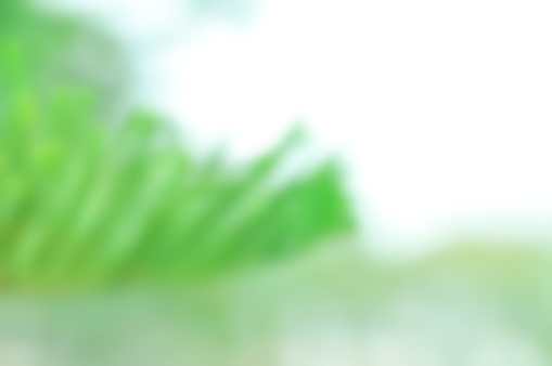 Norfolk island pine, Araucaria heterophylla or Araucariaceae background or blur background or plant background