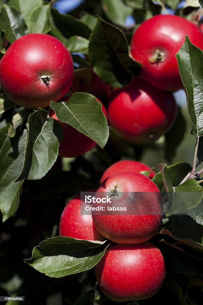 Manzanas en orchard. - Foto de stock de Agricultura libre de derechos