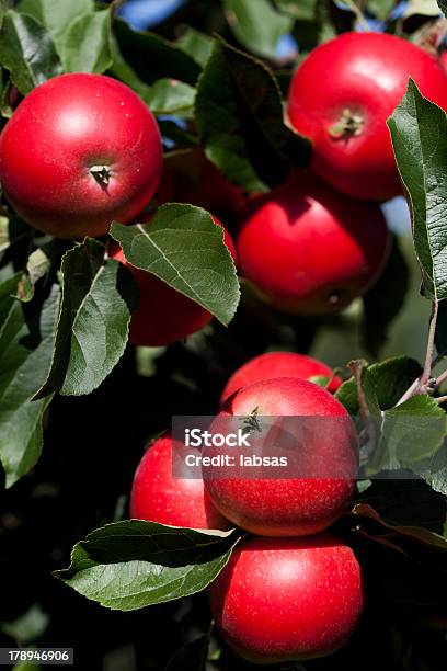 Manzanas En Orchard Foto de stock y más banco de imágenes de Agricultura - Agricultura, Aire libre, Alimento