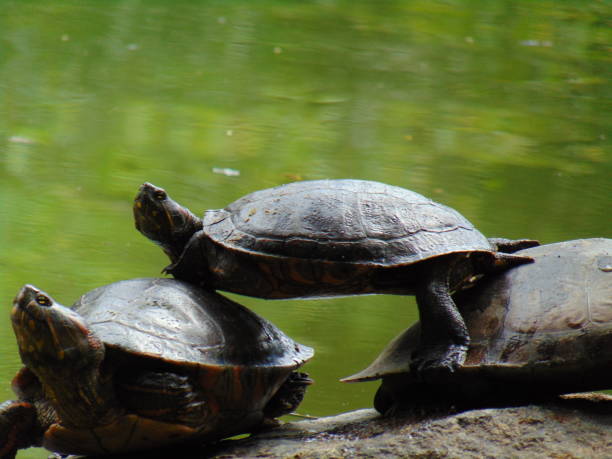 istock Group of turtles 1789469158