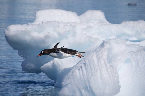 istock Flying Penguin Antarctica 1789472184