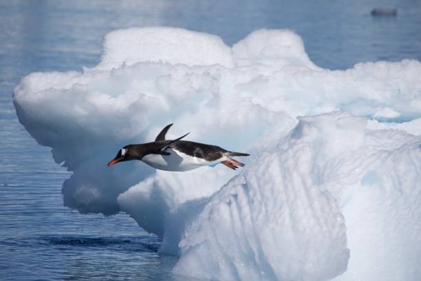 pinguim voador antártica - oceano antártico - fotografias e filmes do acervo