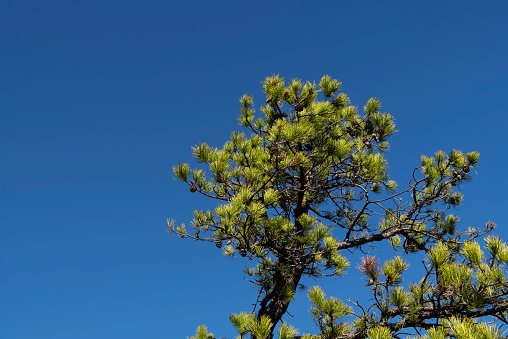 A single evergreen tree against a blue sky in plymouth connecticut on a sunny  day.