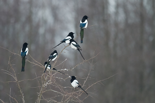 Bird - Magpie Pica pica winter time, wildlife Poland Europe