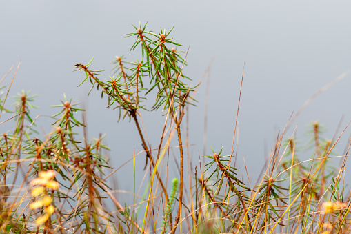 close-up of marsh plants, grass, moss, lichen, forest and marsh vegetation, rainy and cloudy autumn day,