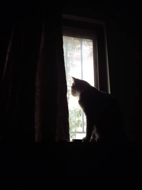 istock Silhouette of a cat against the window 1789491305
