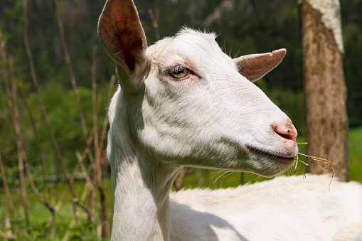 Flock of sheep grazing in a meadow on green grass at sunset. Portrait of sheep. Raising livestock.