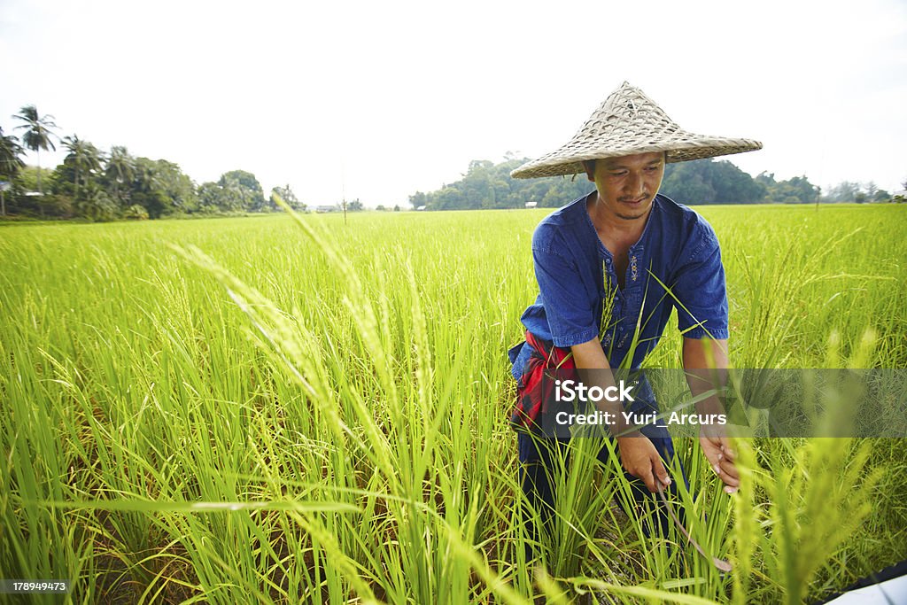 Récolte des temps - Photo de Agriculteur libre de droits