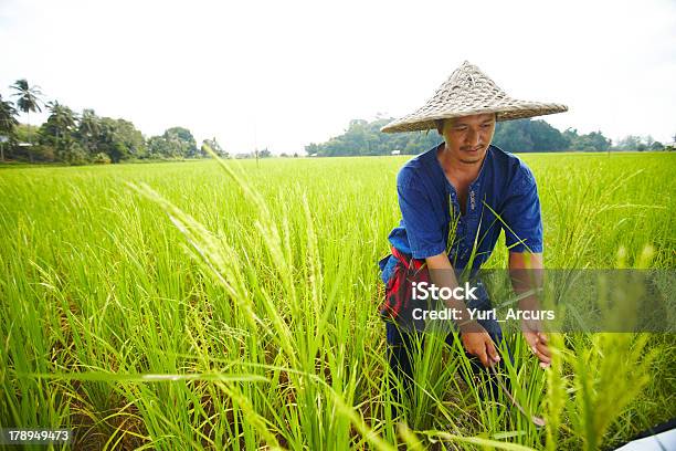 수확하다 시간 농부에 대한 스톡 사진 및 기타 이미지 - 농부, 아시아, 쌀-곡초류