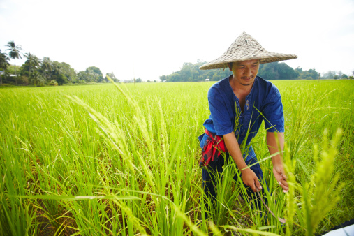 Close up to rice seeds in ear of paddy. Beautiful rice field and ear of rice. Dew drops on rice fields. Agricultural production background. In Cao Bang province, Vietnam, Asia. Selective focus.