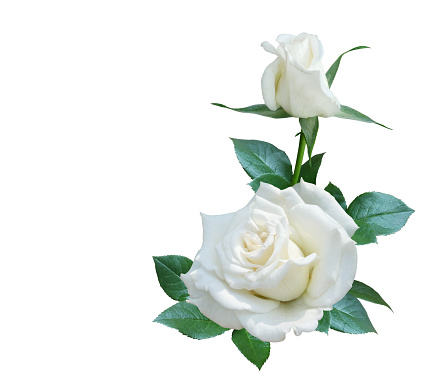 White rose flowers bouquet for wedding or greeting card composition isolated on white background