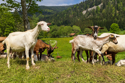 Herd of dairy goat along Route des Cretes in Vosges region in France