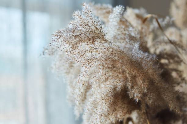 istock Dry grass as an interior decoration detail. Floral material for work 1789498918