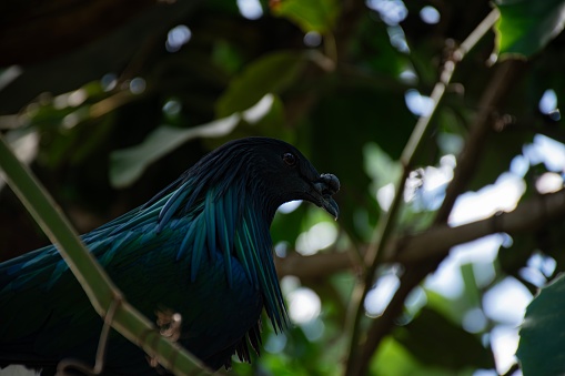 A nicobar pigeon perched on a branch above the viewer. It has a dark grey head with iridescent green/blue feathers on its body and a knob on its beak - characteristic of the nicobar pigeon.