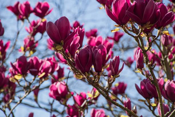 Magenta Magnolias 1