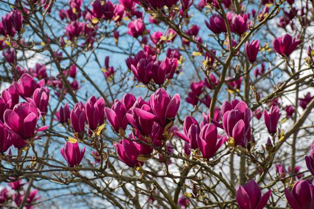 istock Magenta Magnolias 2 1789499048