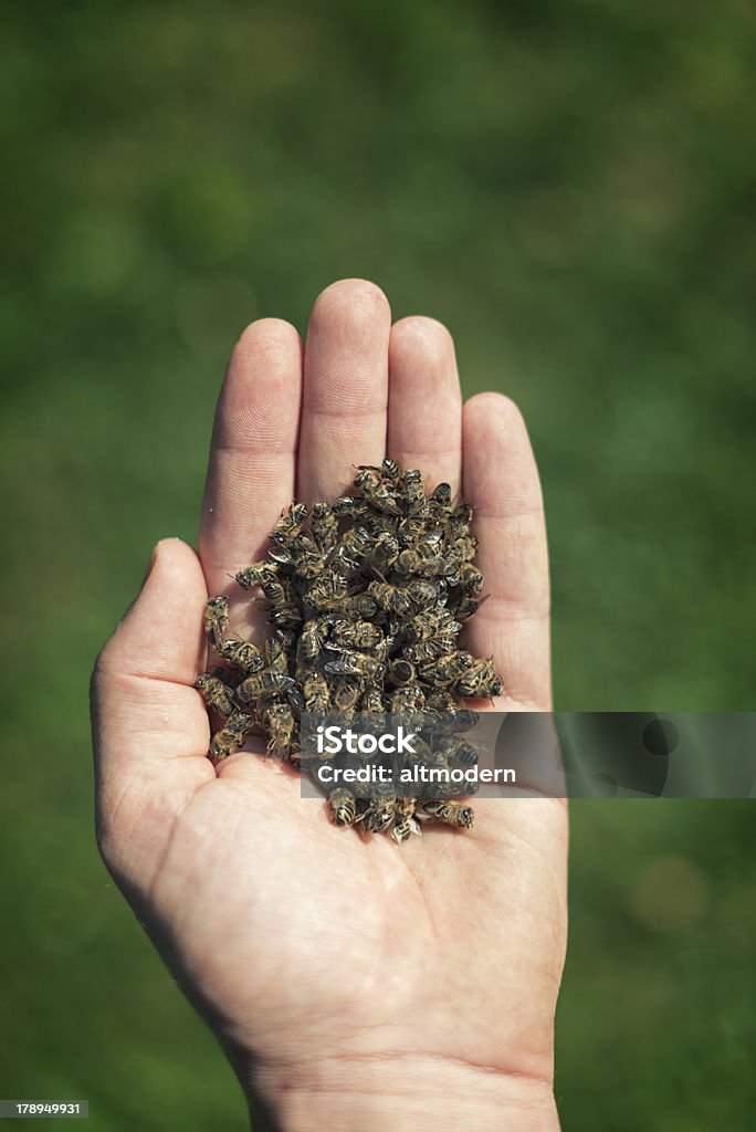 Honey bees dying A hand full of dead bees Animal Stock Photo