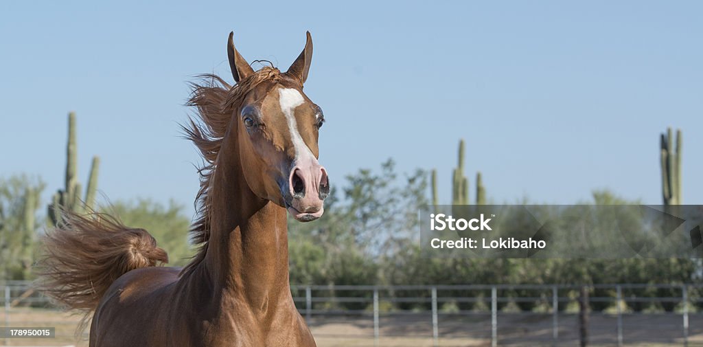 Sorrel Arabian preparado para mostrar - Foto de stock de Cavalo Árabe royalty-free