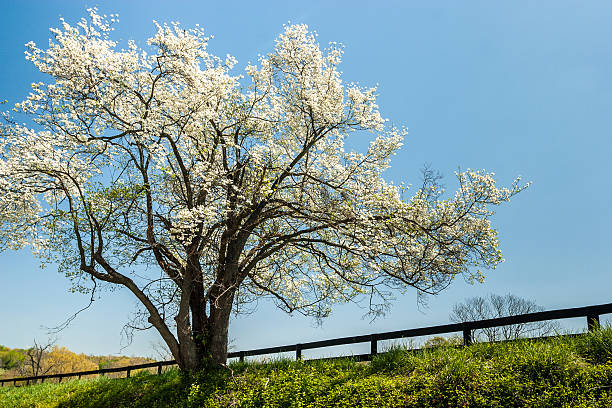 Old, White Dogwood Tree in Bloom stock photo