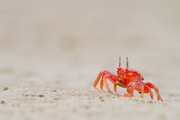 istock crab feeding on the beach close up 178950289