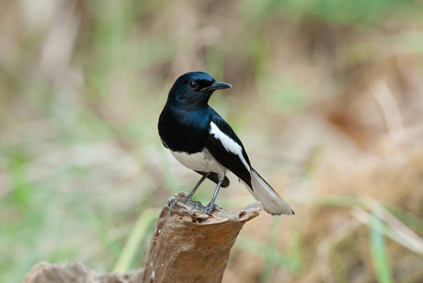 istock male oriental magpie-robin 178950291