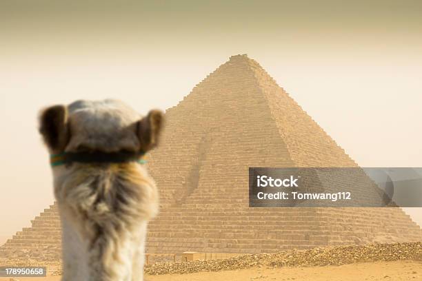 Camel Vor Der Cheopspyramide Im Sandsturm Stockfoto und mehr Bilder von Afrika - Afrika, Alt, Angst
