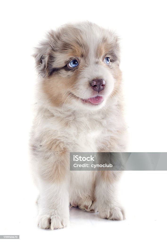 강아지 오스트레일리언셰퍼드 - 로열티 프리 갈색 스톡 사진