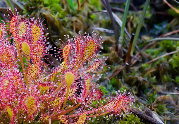 Spoonleaf sundew, also known as Oblong-leaved sundew (Drosera intermedia), a carnivorous plant.
