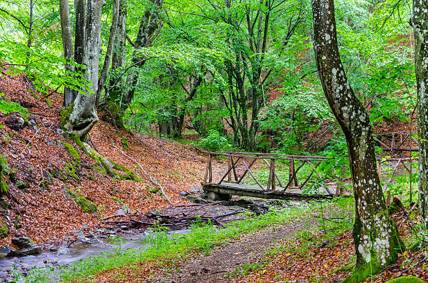 istock wood bridge path in ecological clean environment spring, Macedonia 178950777