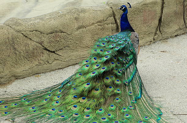 Peacock with colorful tail feathers stock photo