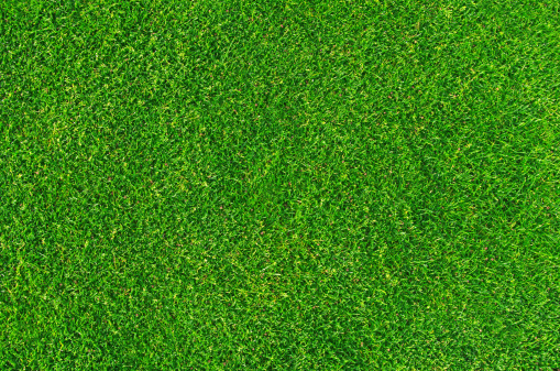 Close-up on natural lawn texture