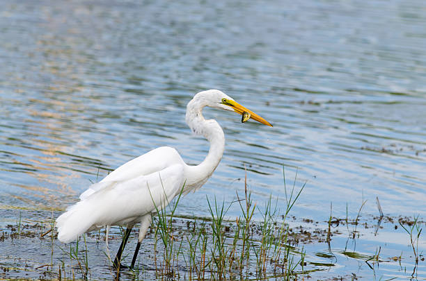 istock Great Egret Fishing 178950840