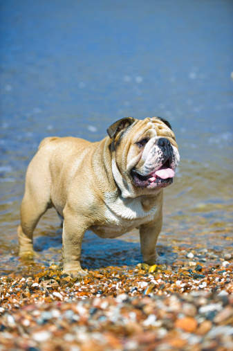 English Bulldog staying on the sea beach