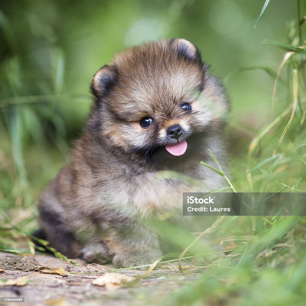 小さなポメラニアン子犬の芝生 - ふわふわのロイヤリティフリーストックフォト