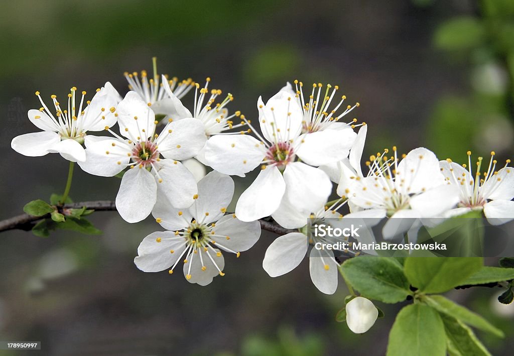 Flores brancas de árvore frutífera em orchard - Foto de stock de Branco royalty-free