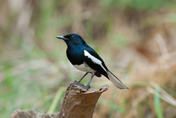 istock male oriental magpie-robin 178951219