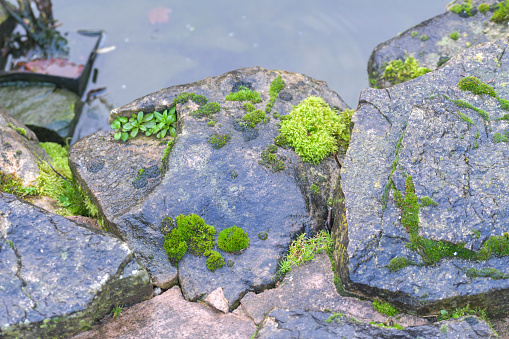 A vibrant green moss covered flag stone, bordering an inlet of water, damp environment