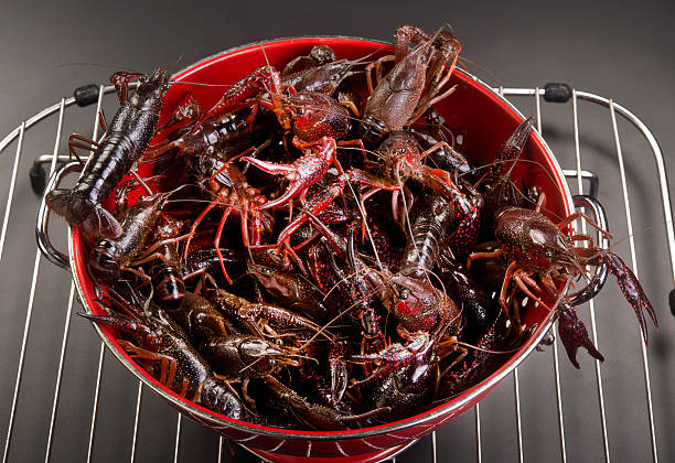 Dat Fish Cray 180+ Cray Fish Stock Photos, Pictures & Royalty-Free Images - iStock