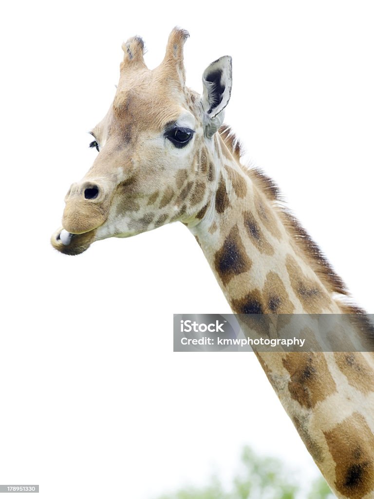 Żyrafa jedzenie - Zbiór zdjęć royalty-free (Afryka)